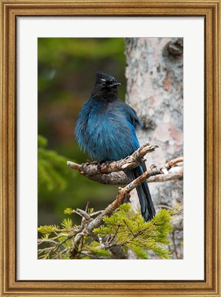 Framed Canada, Alberta, Waterton Lakes NP, Stellar&#39;s Jay Print