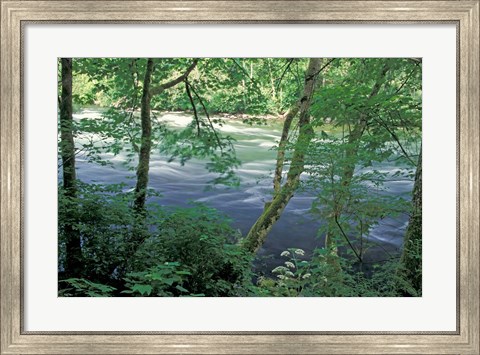 Framed Trees and Ferns on Banks of Campbell River, Vancouver Island, British Columbia Print