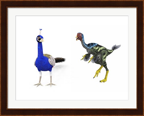 Framed Caudipteryx compared to a modern adult peacock Print
