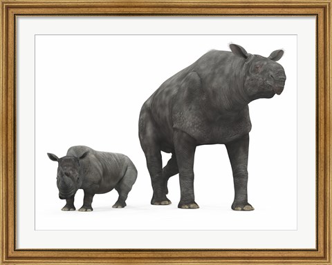 Framed adult Paraceratherium compared to a modern adult White Rhinoceros Print