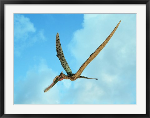 Framed Zhenyuanopterus, a genus of pterosaur from the Cretaceous Period Print