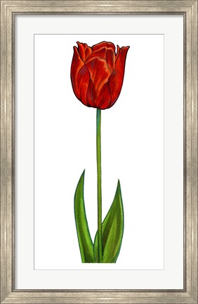 Framed Floral Tulip Print