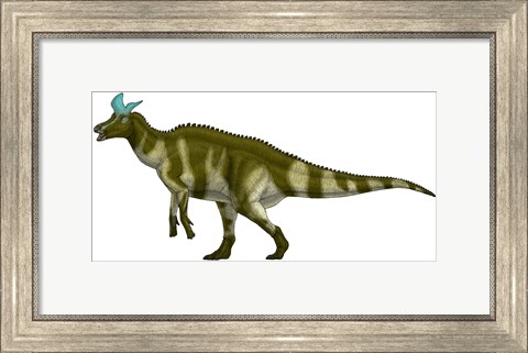 Framed Lambeosaurus Lambei, a Hadrosaurid Dinosaur from the Cretaceous Period Print
