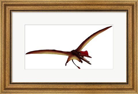 Framed Darwinopterus, a Pterosaur from the Jurassic Period Print