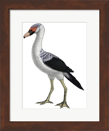 Framed Presbyornis, an Extinct Genus of Anseriform bird Print