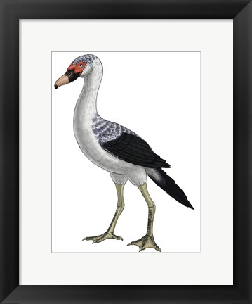 Framed Presbyornis, an Extinct Genus of Anseriform bird Print