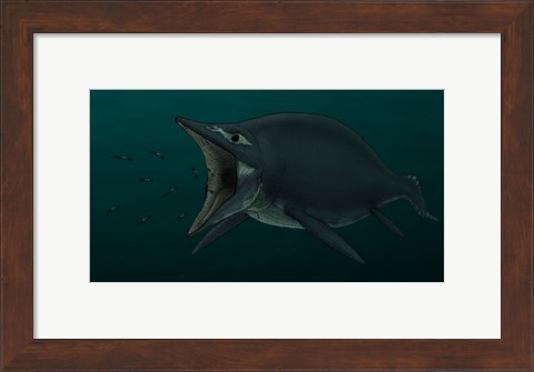 Framed Concept of the Suction Feeding Shastasaurus Eating Celphalopods Print
