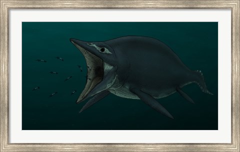 Framed Concept of the Suction Feeding Shastasaurus Eating Celphalopods Print