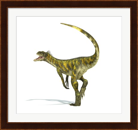 Framed Herrerasaurus dinosaur on white background Print