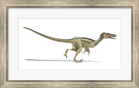Framed Velociraptor Dinosaur on White Background Print