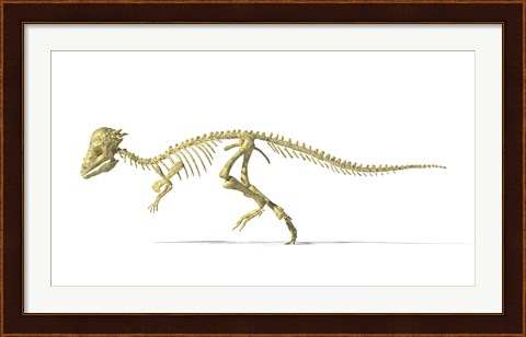 Framed 3D Rendering of a Pachycephalosaurus Dinosaur Skeleton Print