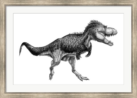 Framed Black Ink Drawing of Albertosaurus Sarcophagus Print