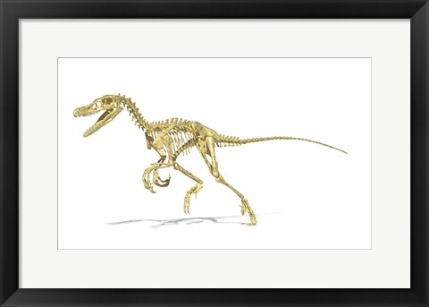 Framed 3D Rendering of a Velociraptor Dinosaur Skeleton Print