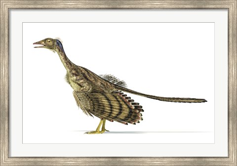 Framed Archaeopteryx Dinosaur on White Background Print