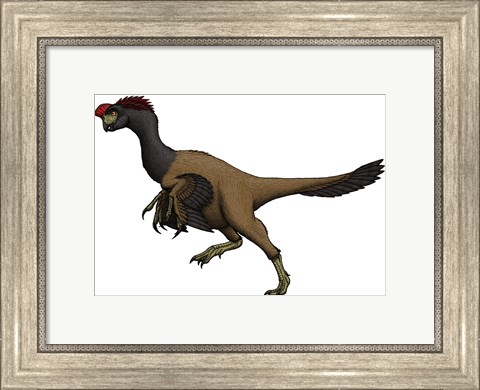 Framed Citipati, an Oviraptorid from the Cretaceous Period Print