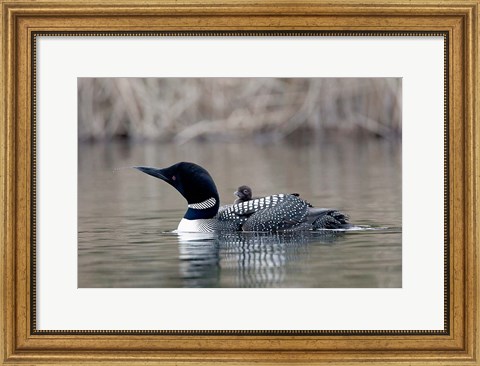 Framed British Columbia Common Loon with chick Print