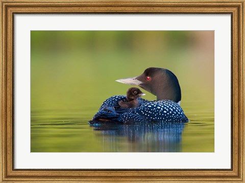 Framed British Columbia, Common Loons Print