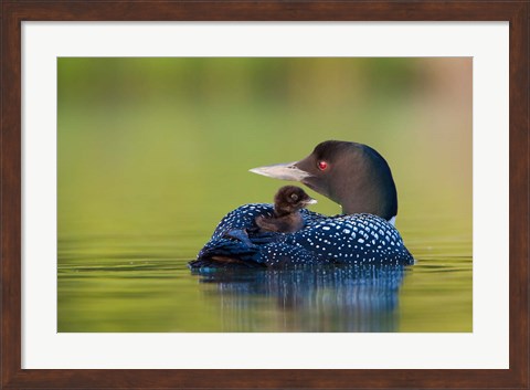 Framed British Columbia, Common Loons Print