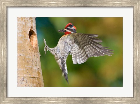 Framed British Columbia, Red-naped Sapsucker bird Print
