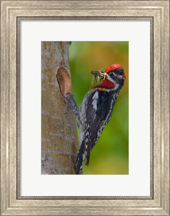 Framed Canada, British Columbia, Red-naped Sapsucker bird, nest Print