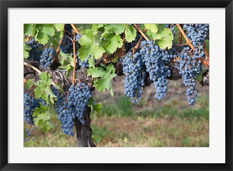 Framed Canada, British Columbia, Osoyoos View of purple grapes in vineyards Print