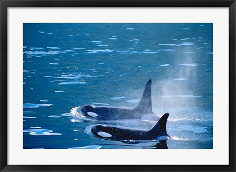 Framed Killer Whales feeding in Johnstone Strait, British Columbia, Canada Print