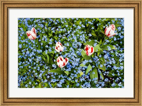 Framed Flowers, Horseshoe Bay, British Columbia Print