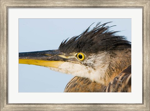 Framed Great blue heron, Boundary Bay, British Columbia Print