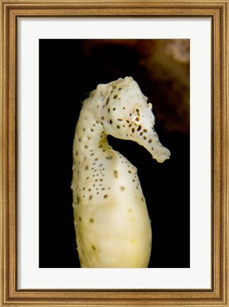 Framed Marine life, seahorse, Vancouver, British Columbia Print