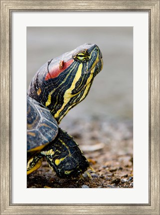 Framed Red-eared pond slider turtle, British Columbia Print