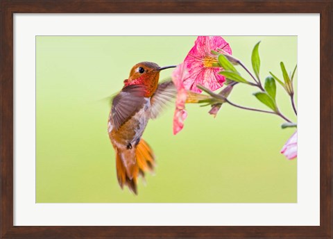 Framed Rufous Hummingbird feeding in a flower garden, British Columbia, Canada Print