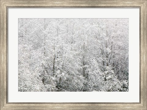 Framed Snow-covered trees, Stanley Park, British Columbia Print
