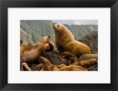 Framed Steller sea lion, Queen Charlottes, British Columbia Print