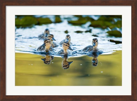 Framed Mallard ducklings, Stanley Park, British Columbia Print