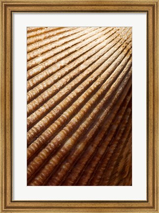 Framed Sea shell pattern, Stanley Park, British Columbia Print