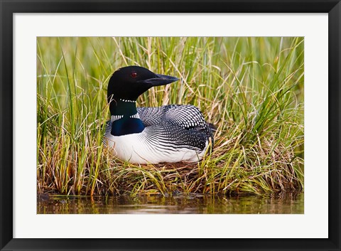 Framed British Columbia, Common Loon bird Print
