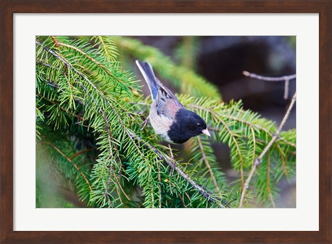 Framed British Columbia, Dark-eyed Junco bird in a conifer Print