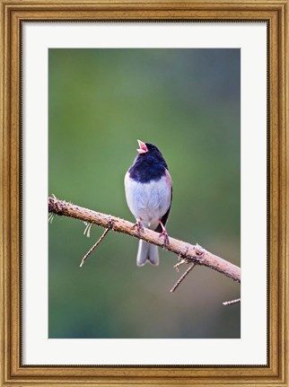 Framed British Columbia, Dark-eyed Junco bird, singing Print