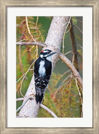 Framed British Columbia, Downy Woodpecker bird, male (back view) Print