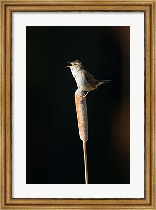 Framed British Columbia, Marsh Wren bird from a cattail Print