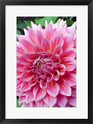 Framed Dahlia flower, Butchart Gardens, British Columbia Print