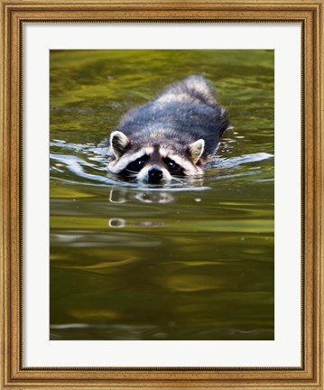 Framed Common Raccoon, Stanley Park, British Columbia Print