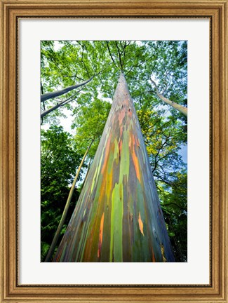 Framed Painted Eucalyptus Print