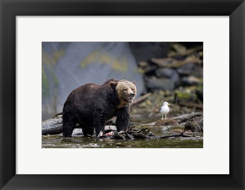 Framed Canada, British Columbia Grizzly bear eating salmon Print