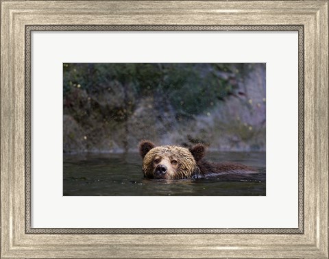 Framed Canada, British Columbia Grizzly bear swimming Print