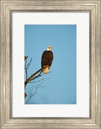 Framed Bald Eagle, Vancouver, British Columbia, Canada Print