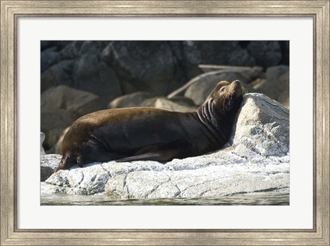 Framed Sea Lions, Batley Island, Pacific Rim, British Columbia Print