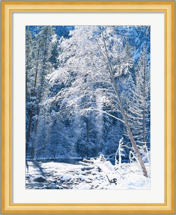 Framed Snow covered trees along Merced River, Yosemite Valley, Yosemite National Park, California Print