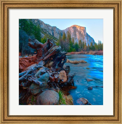 Framed Tree roots in Merced River in the Yosemite Valley Print