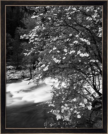Framed Pacific Dogwood tree, Merced River, Yosemite National Park, California Print